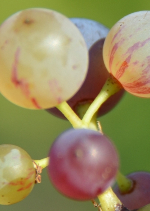 Roter Riesling Mutation ANT 6330